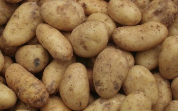 patates d'exportation